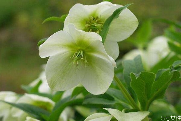 什么是圣誕玫瑰花呢 圣誕玫瑰的花語(yǔ)是什么呢 什么是圣誕玫瑰花呢 圣誕玫瑰的花語(yǔ)是什么呢