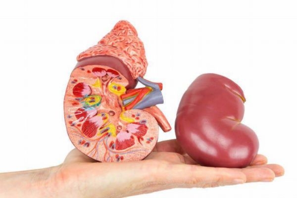 腎結(jié)石可以預(yù)防嗎 腎結(jié)石應(yīng)該怎么預(yù)防呢 腎結(jié)石可以預(yù)防嗎 腎結(jié)石應(yīng)該怎么預(yù)防呢