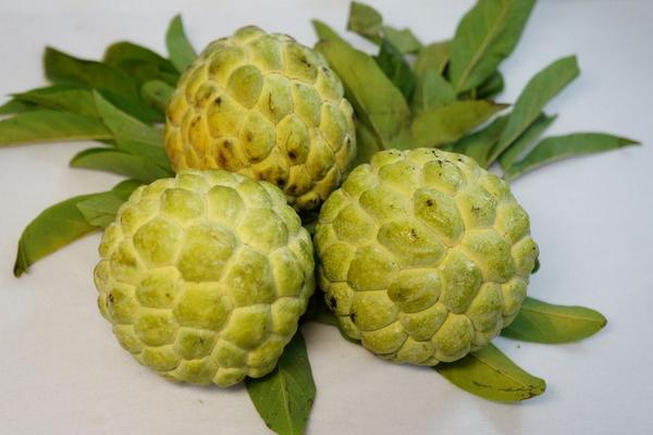 釋迦果的熱量高嗎 釋迦果含有哪些營養(yǎng)物質 釋迦果的熱量高嗎 釋迦果含有哪些營養(yǎng)物質