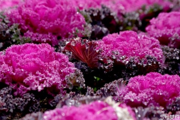 羽衣甘藍(lán)可以怎么吃呢 羽衣甘藍(lán)有什么營(yíng)養(yǎng)價(jià)值呢 羽衣甘藍(lán)可以怎么吃呢 羽衣甘藍(lán)有什么營(yíng)養(yǎng)價(jià)值呢