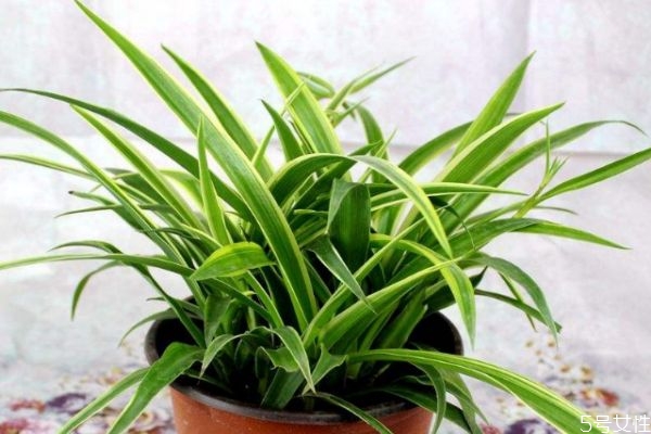 什么是金心吊蘭呢 金心吊蘭有什么作用呢 什么是金心吊蘭呢 金心吊蘭有什么作用呢