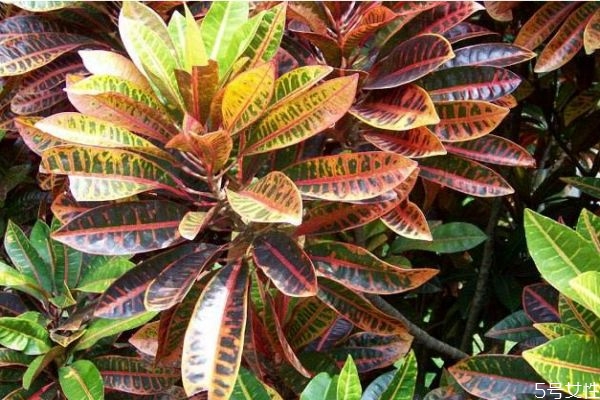 什么是變?nèi)~木呢 變?nèi)~木有什么作用呢 什么是變?nèi)~木呢 變?nèi)~木有什么作用呢