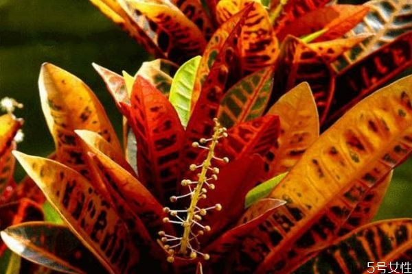 什么是變?nèi)~木呢 變?nèi)~木有什么作用呢 什么是變?nèi)~木呢 變?nèi)~木有什么作用呢