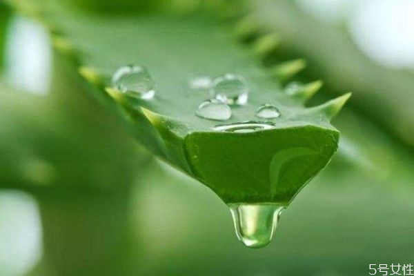 純天然蘆薈可以擦臉嗎 純天然蘆薈擦臉有什么作用呢 純天然蘆薈可以擦臉嗎 純天然蘆薈擦臉有什么作用呢