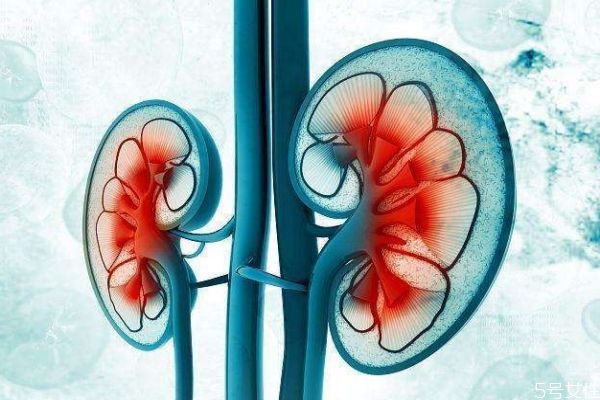 什么是腎衰竭呢 腎衰竭有什么危害呢 什么是腎衰竭呢 腎衰竭有什么危害呢