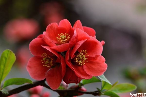 什么是貼根海棠呢 貼根海棠有什么種類呢 什么是貼根海棠呢 貼根海棠有什么種類呢