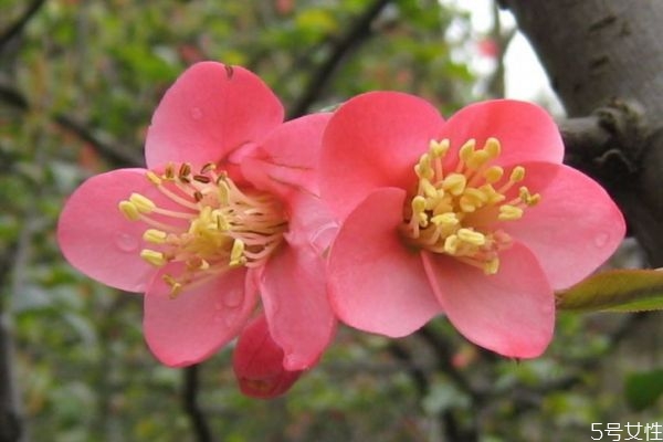 什么是貼根海棠呢 貼根海棠有什么種類呢 什么是貼根海棠呢 貼根海棠有什么種類呢