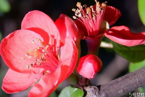 什么是貼根海棠呢 貼根海棠有什么種類呢 什么是貼根海棠呢 貼根海棠有什么種類呢