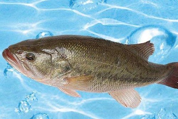 鱖魚和鱸魚能混養(yǎng)嗎 鱖魚和鱸魚哪個營養(yǎng)好 鱖魚和鱸魚能混養(yǎng)嗎 鱖魚和鱸魚哪個營養(yǎng)好