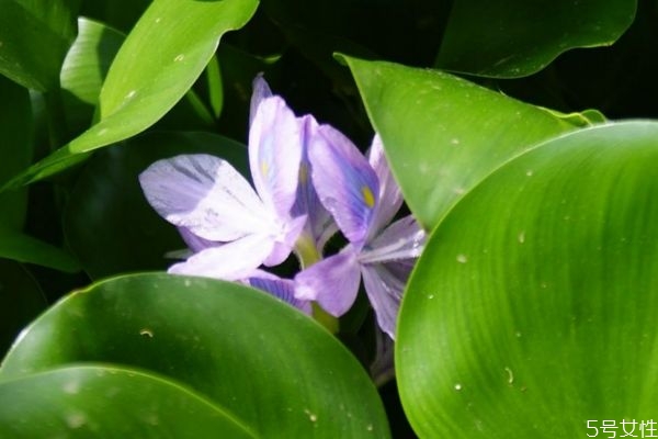 鳳眼蓮的生長環(huán)境是怎么樣的呢 鳳眼蓮的花語是什么呢 鳳眼蓮的生長環(huán)境是怎么樣的呢 鳳眼蓮的花語是什么呢