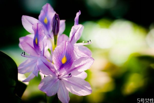 鳳眼蓮的生長環(huán)境是怎么樣的呢 鳳眼蓮的花語是什么呢 鳳眼蓮的生長環(huán)境是怎么樣的呢 鳳眼蓮的花語是什么呢