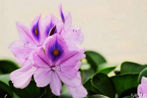 鳳眼蓮的生長環(huán)境是怎么樣的呢 鳳眼蓮的花語是什么呢 鳳眼蓮的生長環(huán)境是怎么樣的呢 鳳眼蓮的花語是什么呢