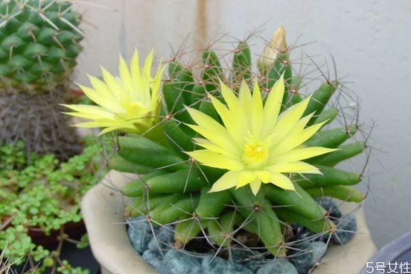 仙人掌可以開(kāi)花嗎 仙人掌的種類(lèi)有什么呢