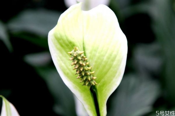 白鶴芋的花語(yǔ)是什么呢 白鶴芋的種植有什么注意的呢