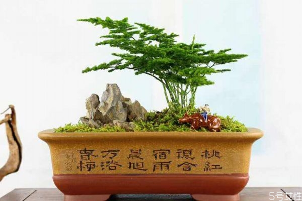 什么是文竹呢 文竹養(yǎng)在家里有什么好處呢 什么是文竹呢 文竹養(yǎng)在家里有什么好處呢