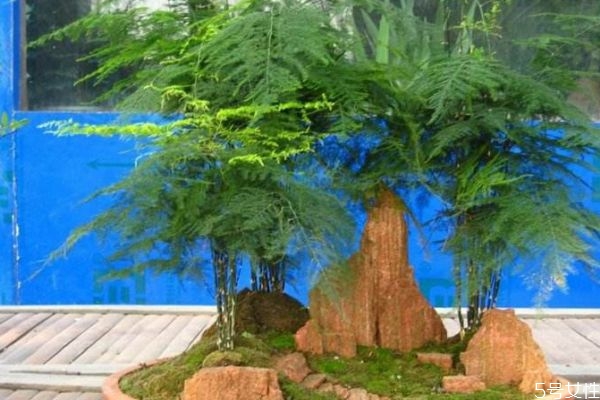 什么是文竹呢 文竹養(yǎng)在家里有什么好處呢 什么是文竹呢 文竹養(yǎng)在家里有什么好處呢