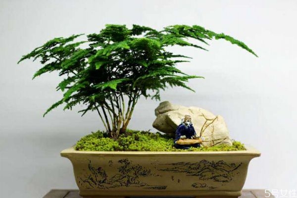 什么是文竹呢 文竹養(yǎng)在家里有什么好處呢 什么是文竹呢 文竹養(yǎng)在家里有什么好處呢