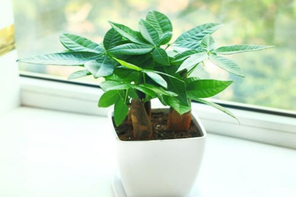 什么是發(fā)財(cái)樹呢 發(fā)財(cái)樹有什么作用呢 什么是發(fā)財(cái)樹呢 發(fā)財(cái)樹有什么作用呢