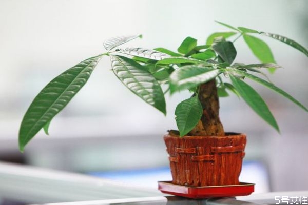 什么是發(fā)財(cái)樹呢 發(fā)財(cái)樹有什么作用呢 什么是發(fā)財(cái)樹呢 發(fā)財(cái)樹有什么作用呢