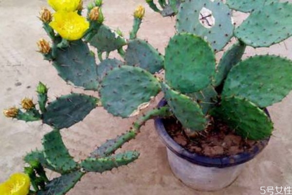 仙人掌的營養(yǎng)價(jià)值 仙人掌的功效與作用 仙人掌的營養(yǎng)價(jià)值 仙人掌的功效與作用