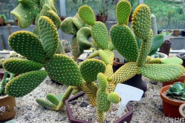 仙人掌的營養(yǎng)價值 仙人掌的功效與作用 仙人掌的營養(yǎng)價值 仙人掌的功效與作用