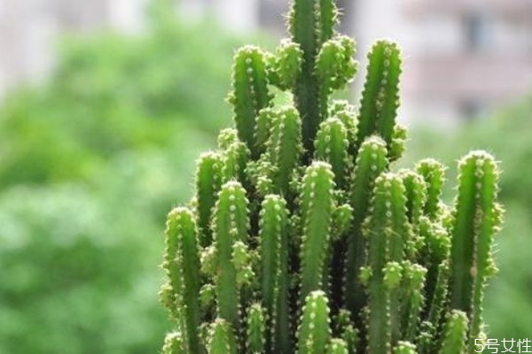 仙人掌的營養(yǎng)價值 仙人掌的功效與作用 仙人掌的營養(yǎng)價值 仙人掌的功效與作用