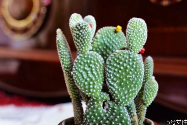 仙人掌可以減肥嗎 仙人掌怎么減肥 仙人掌可以減肥嗎 仙人掌怎么減肥