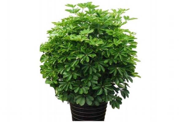 什么是鴨掌木呢 鴨掌木有什么作用呢 什么是鴨掌木呢 鴨掌木有什么作用呢