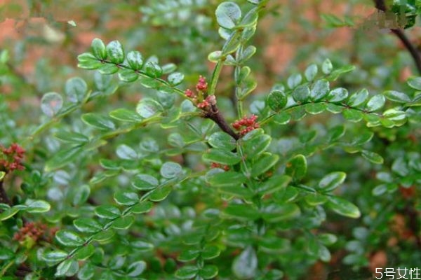 養(yǎng)清香木的好處有什么呢 清香木的花語(yǔ)是什么呢 養(yǎng)清香木的好處有什么呢 清香木的花語(yǔ)是什么呢