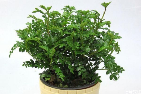 養(yǎng)清香木的好處有什么呢 清香木的花語(yǔ)是什么呢 養(yǎng)清香木的好處有什么呢 清香木的花語(yǔ)是什么呢