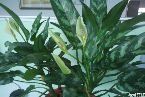 黑美人是一種什么植物呢 黑美人的種植有什么注意的呢 黑美人是一種什么植物呢 黑美人的種植有什么注意的呢