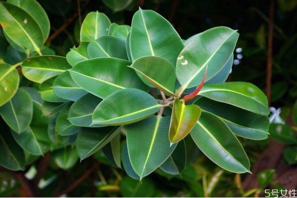 橡皮樹的花語是什么呢 橡皮樹有毒嗎 橡皮樹的花語是什么呢 橡皮樹有毒嗎