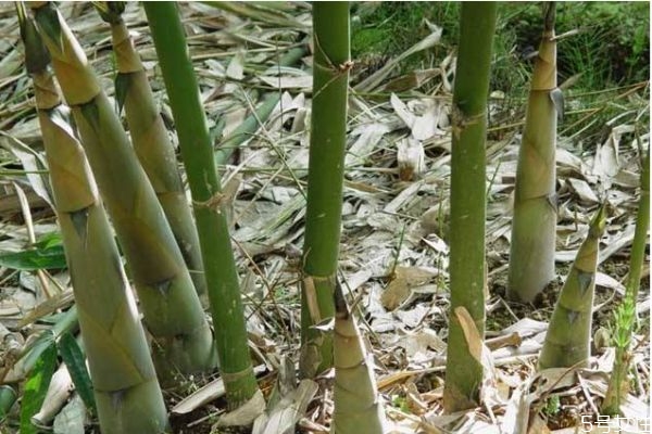 竹子可以吃嗎 竹子有什么營養(yǎng)價值呢 竹子可以吃嗎 竹子有什么營養(yǎng)價值呢