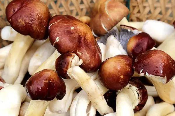 常吃的菌菇有哪些 菌菇類隔夜怎么保存 常吃的菌菇有哪些 菌菇類隔夜怎么保存