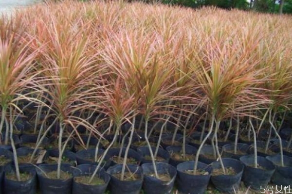 千年木是一種什么植物呢 千年木有什么作用呢 千年木是一種什么植物呢 千年木有什么作用呢