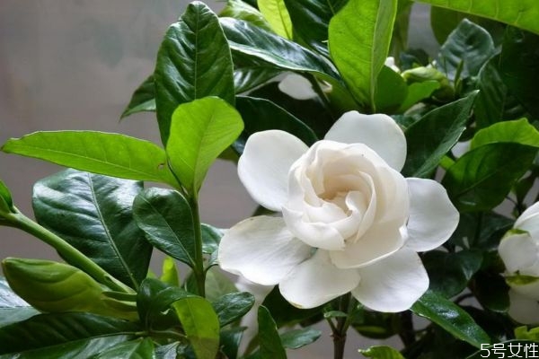 水橫枝是一種什么植物呢 水橫枝有什么作用呢 水橫枝是一種什么植物呢 水橫枝有什么作用呢