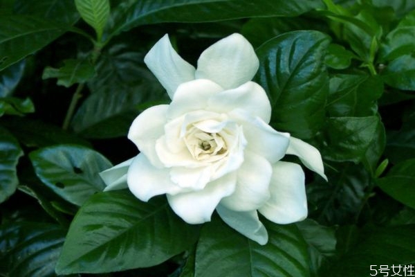 水橫枝是一種什么植物呢 水橫枝有什么作用呢 水橫枝是一種什么植物呢 水橫枝有什么作用呢