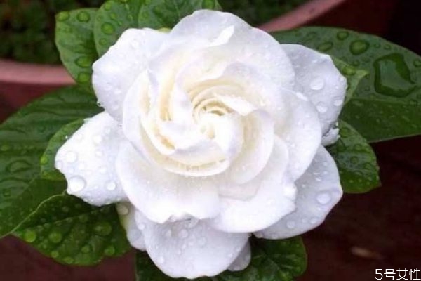 水橫枝的花語是什么呢 水橫枝應(yīng)該怎么種植呢 水橫枝的花語是什么呢 水橫枝應(yīng)該怎么種植呢