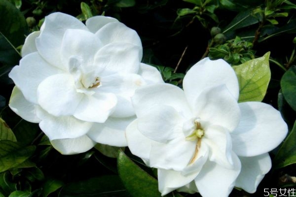 水橫枝的花語是什么呢 水橫枝應(yīng)該怎么種植呢 水橫枝的花語是什么呢 水橫枝應(yīng)該怎么種植呢