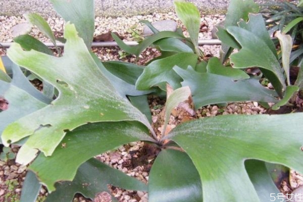 鹿角蕨的種類有什么呢 鹿角蕨應(yīng)該怎么種植呢 鹿角蕨的種類有什么呢 鹿角蕨應(yīng)該怎么種植呢