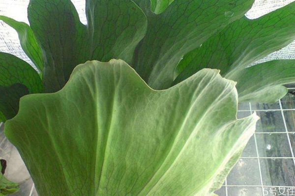 鹿角蕨的種類有什么呢 鹿角蕨應(yīng)該怎么種植呢 鹿角蕨的種類有什么呢 鹿角蕨應(yīng)該怎么種植呢