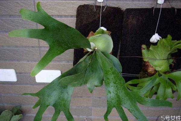 鹿角蕨的種類有什么呢 鹿角蕨應(yīng)該怎么種植呢 鹿角蕨的種類有什么呢 鹿角蕨應(yīng)該怎么種植呢