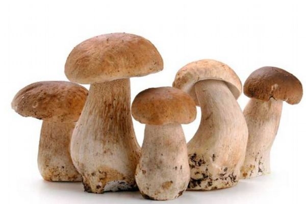 什么是草菇呢 草菇應(yīng)該怎么吃呢 什么是草菇呢 草菇應(yīng)該怎么吃呢