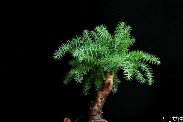 南洋杉會開花嗎 南洋杉有毒嗎 南洋杉會開花嗎 南洋杉有毒嗎