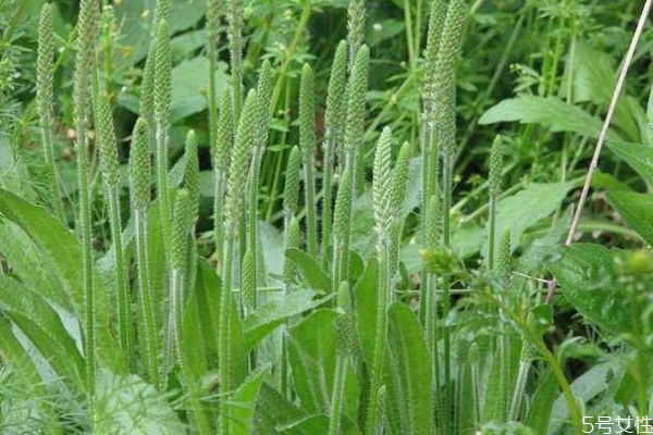車前草是一種什么植物呢 車前草有什么作用呢 車前草是一種什么植物呢 車前草有什么作用呢