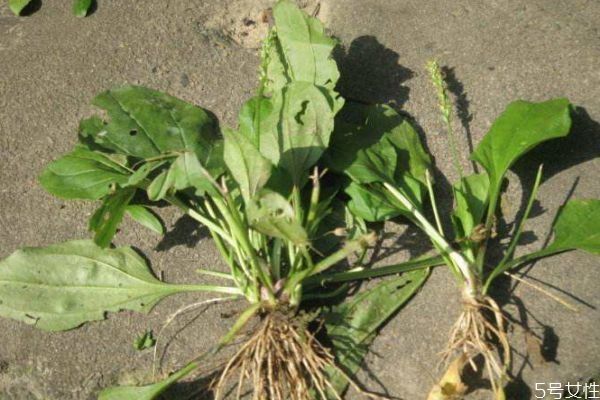 車前草是一種什么植物呢 車前草有什么作用呢 車前草是一種什么植物呢 車前草有什么作用呢