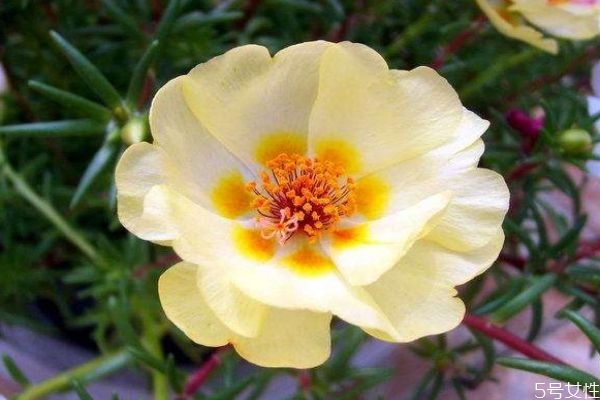 半支蓮是一種什么植物呢 半支蓮有什么用呢 半支蓮是一種什么植物呢 半支蓮有什么用呢