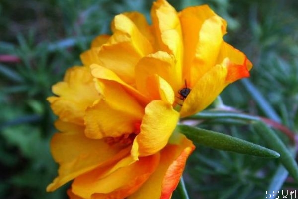 半支蓮是一種什么植物呢 半支蓮有什么用呢 半支蓮是一種什么植物呢 半支蓮有什么用呢