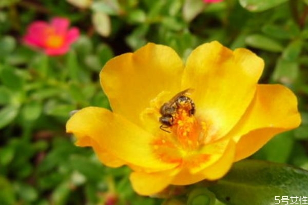 半支蓮是一種什么植物呢 半支蓮有什么用呢 半支蓮是一種什么植物呢 半支蓮有什么用呢