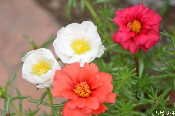 半支蓮的花語是什么呢 半支蓮應(yīng)該怎么種植呢 半支蓮的花語是什么呢 半支蓮應(yīng)該怎么種植呢